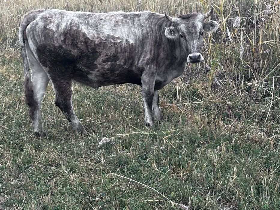 Продам каров 550к каждая