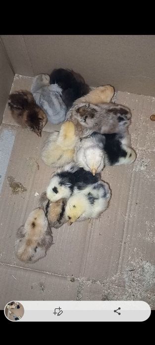 Pui de mătase japoneză diferite curori și pui de pitică