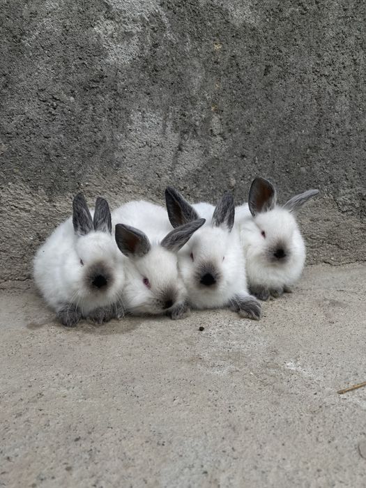 Кролики Калифорнийский