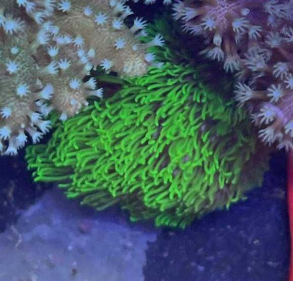 Pachet 5 corali acvariu incepator (cei mai usori)