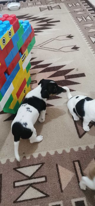 Джак ръсел маллък