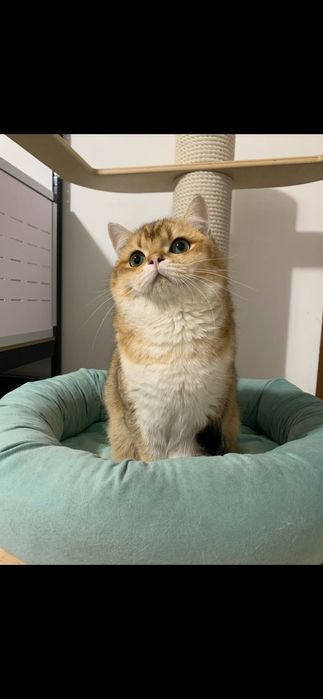Băiețel British shorthair golden cu pedigree