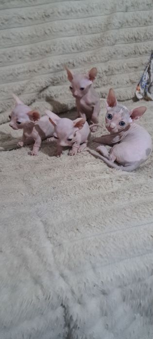 Продаются котята породы канадский сфинкс