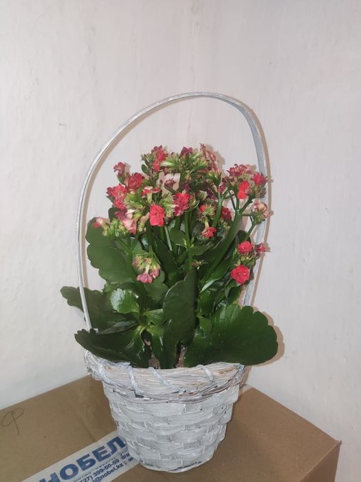 Доллар и другие цветы