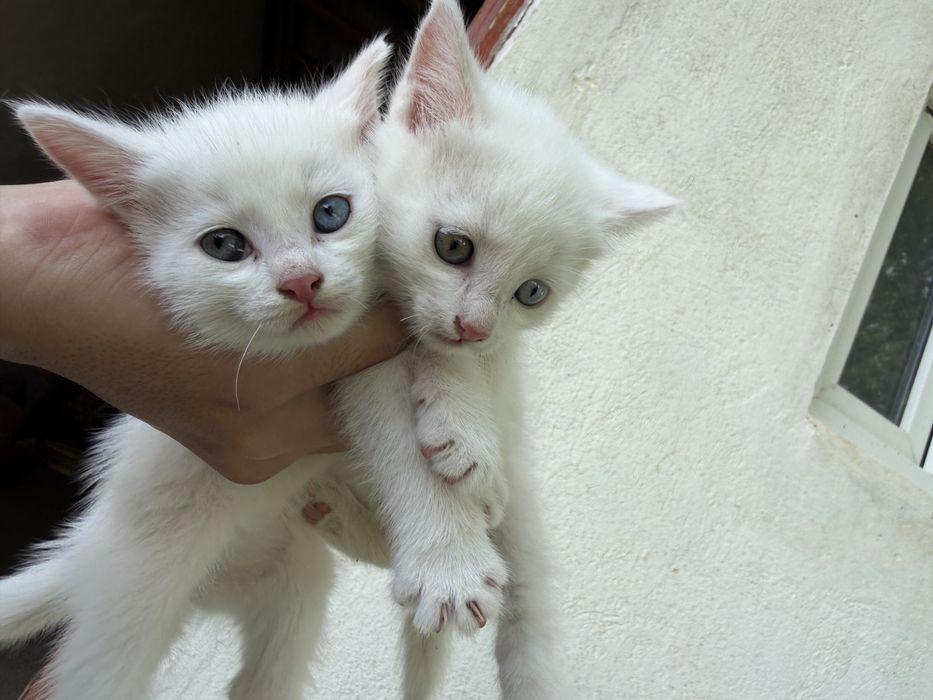Кот уникальный