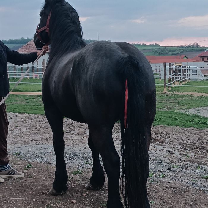 Vand sau schimb  iapa de 4-5 Ani