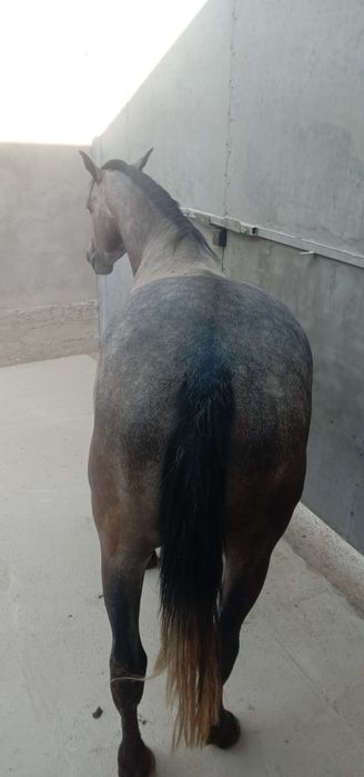 Ат сатылады багасы миллион биржуз