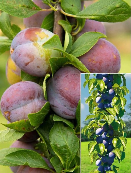 Pomi Fructiferi Columnari PRUN