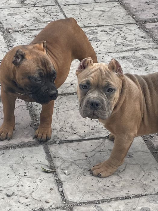 Американский булли щенки
