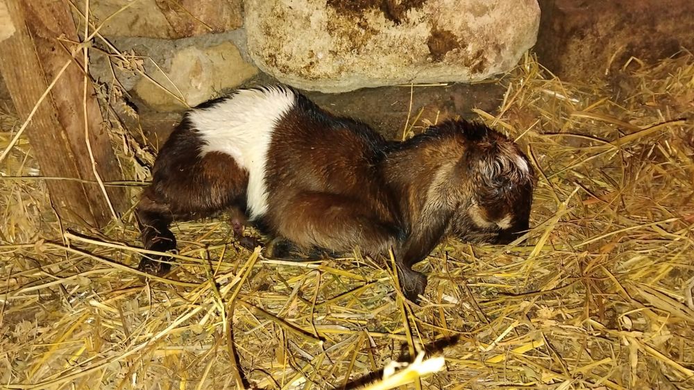 Tapisori anglo nubian