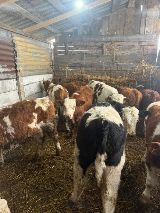 vând 12 vitei (tăurași)