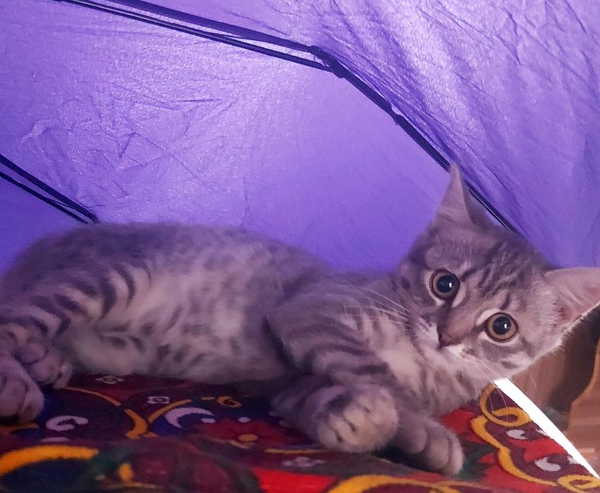 Отдам котенка  британка
