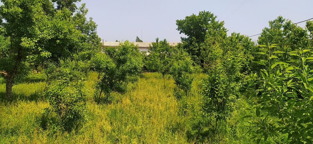 Amundaryo kocha 10.79 uy