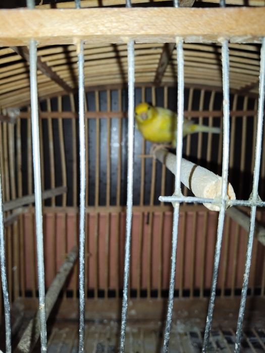 Продавам женски канар Малиноа.