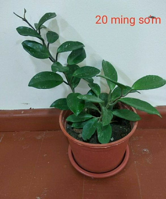 Gullar sotiladi. Arzon narxlarda