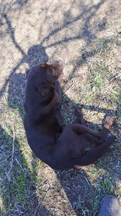 Лабрадор-ретривер