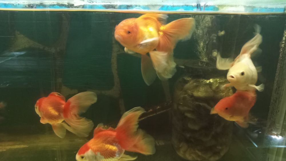 Продам Черно-красную Оранду