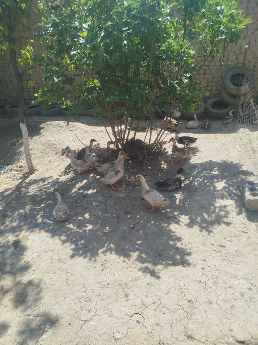 Урдаклар сотилади