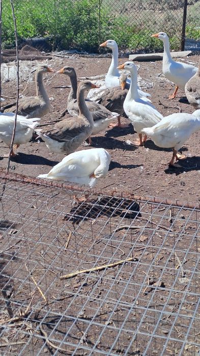 Молодые гуси и петрушки