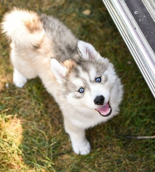 Asigur transport !!! Pui Husky Siberian mascul superb cu ochi albastrii !!!
