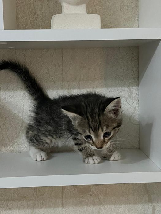 Дарим радость в дом!