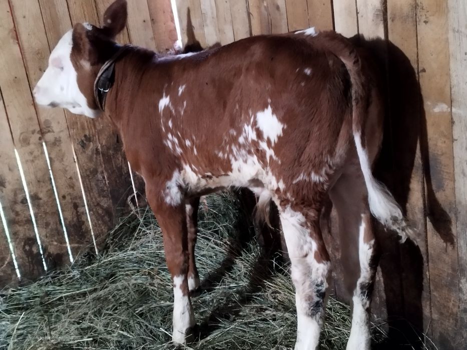 Vând 2 viței înțărcați un angus și un bălțat românesc două tăuraș de trei luni