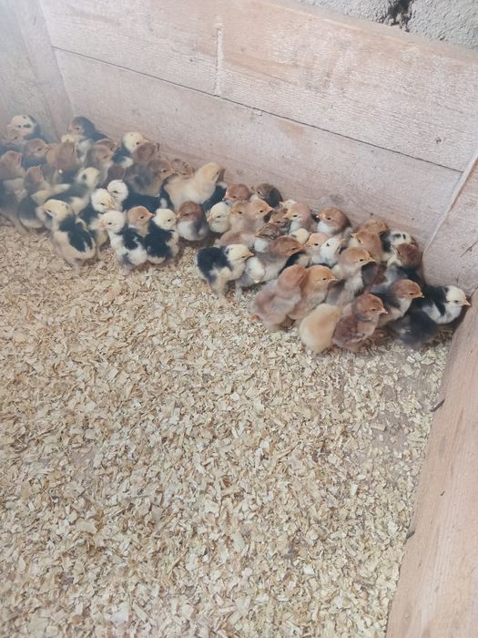 De vânzare ouă și  pui de rasă  brahma