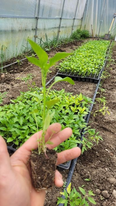 Ardei capia gras roșu gras galben kapia foarte productivi și gustoși