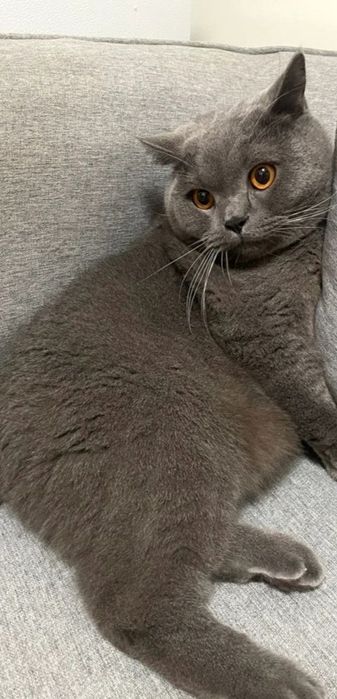 Два британских кота мальчик и девочка!