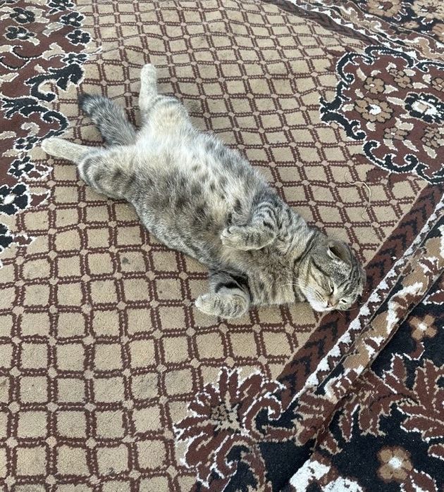 Котенок скоттиш фолд девочка