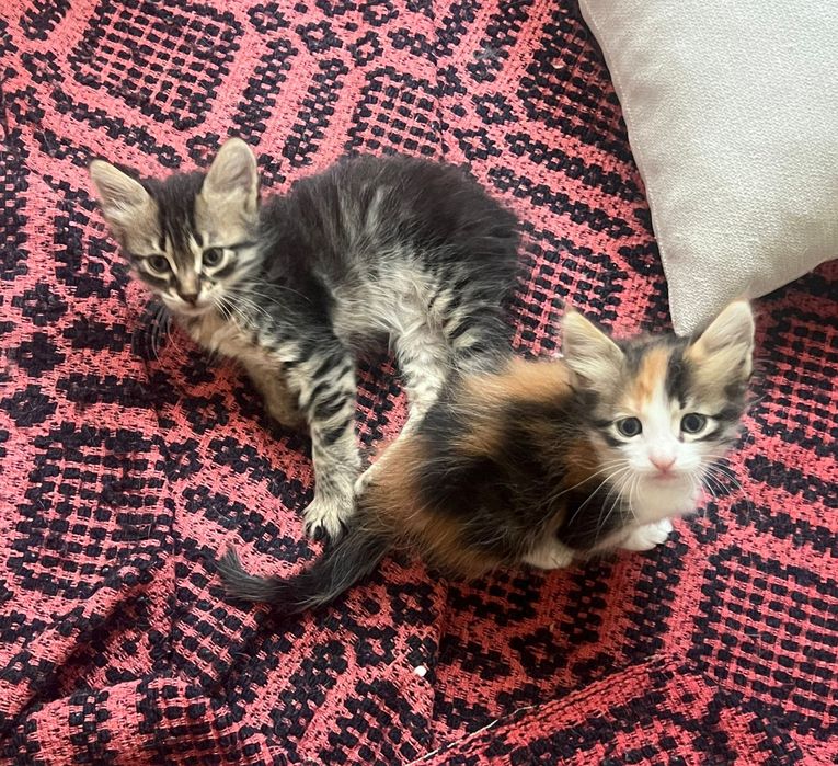 Подарявам котенца турска ангора