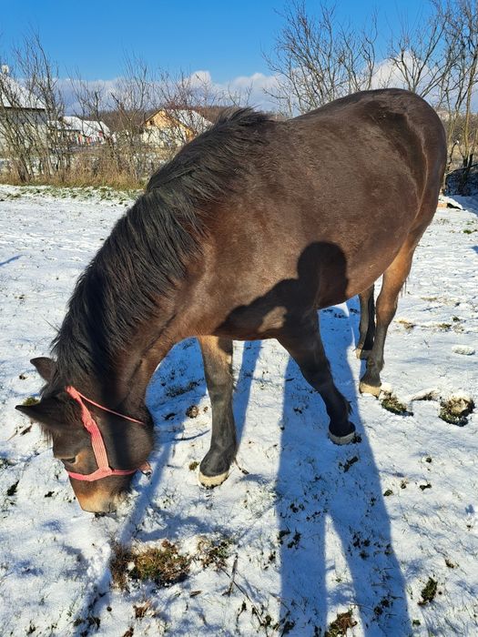 Vând manza de un an și 7 luni
