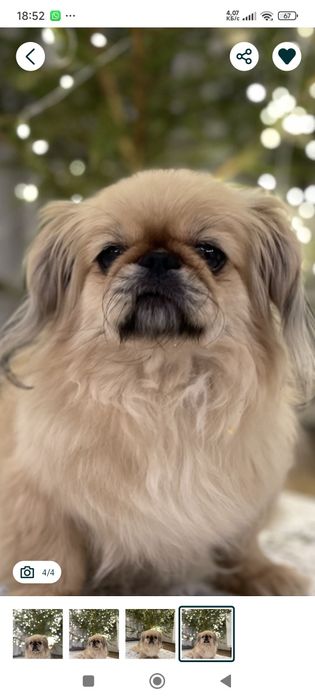 Пропала собака Пекинесс