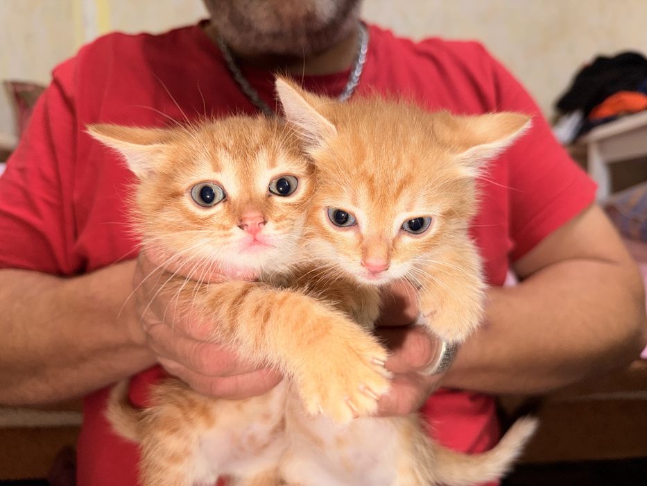 Отдам котят в добрые руки
