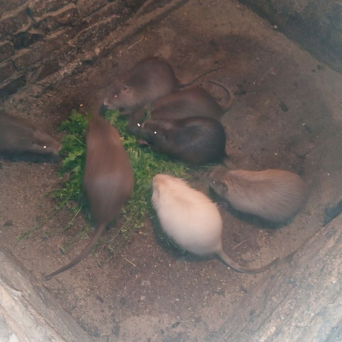 Нутрии.5 месяцев