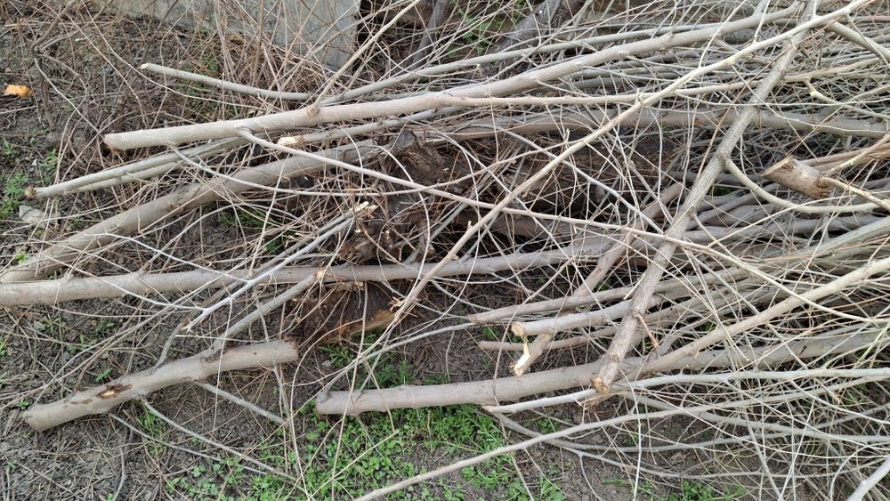 Бесплатно дрова в любое время самовывоз