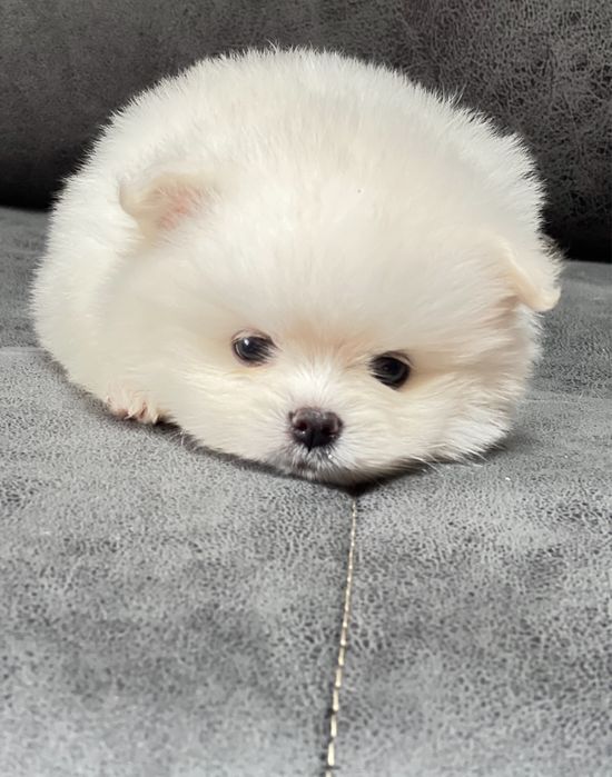 Щенки шпица на 8 марта для любимых