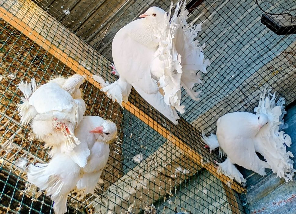 Porumbei, indieni curcan rostow!