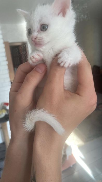 Отдадим котят в хорошие руки
