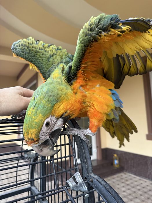 Каталина АРА сотилади жуда ноёб тури АРА ни 6 ойлик донга тушкан.