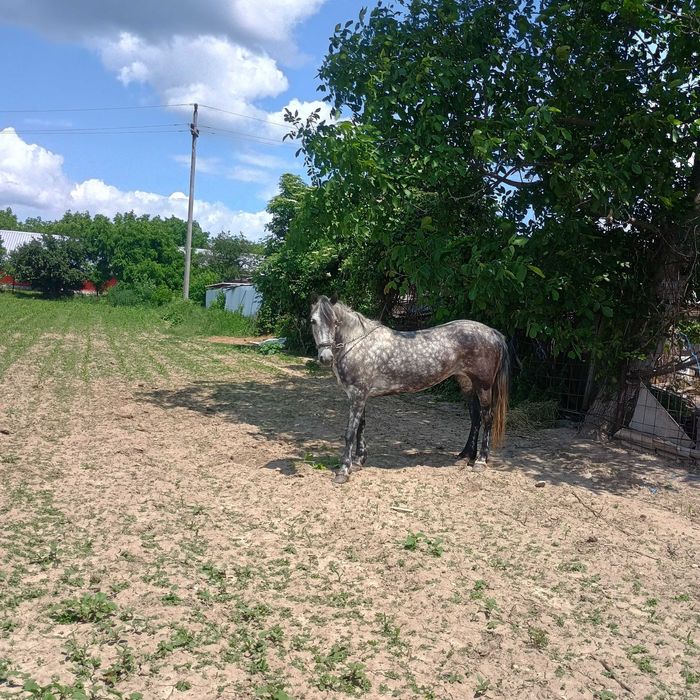 Vând iapă sură la preț de 9000de lei