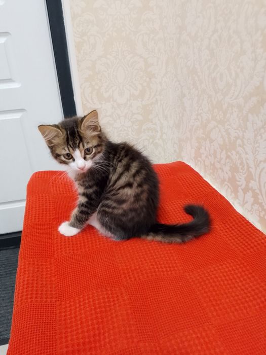 Продам котёнок 3 месяцев