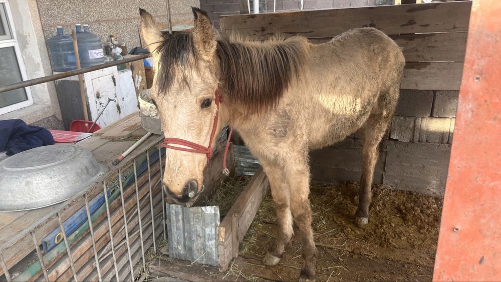 Тай сатылады 9 айлық