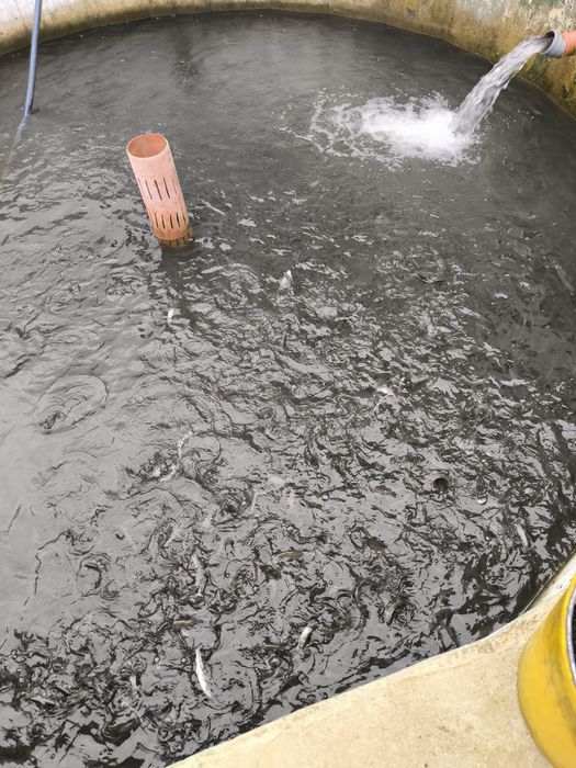 Puiet păstrav 10-50gr,Fantanel și Curcubeu