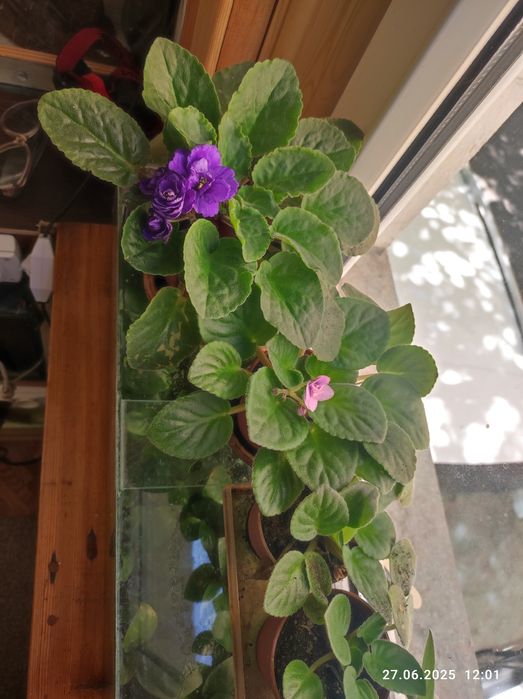 Фиалки молодые цвет