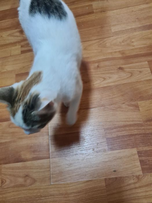 Donez pisica crescuta în casa