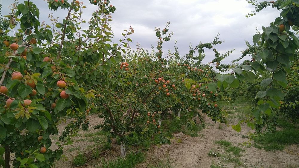 УРИК КУЧАТЛАРНИ 8 Хил сорти бор сортига падвойига кафолат берамиз