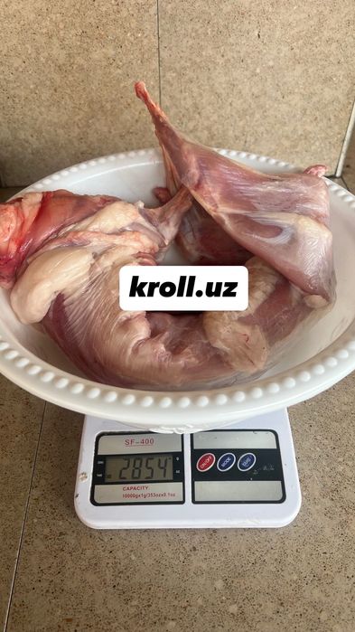 Халол боқилган қуёнлар‼️сўйиб берамиз