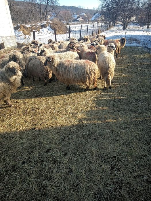 Oii de vânzare  preț 750