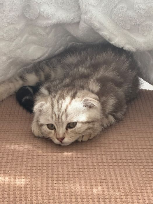 Продам котят шотланцев